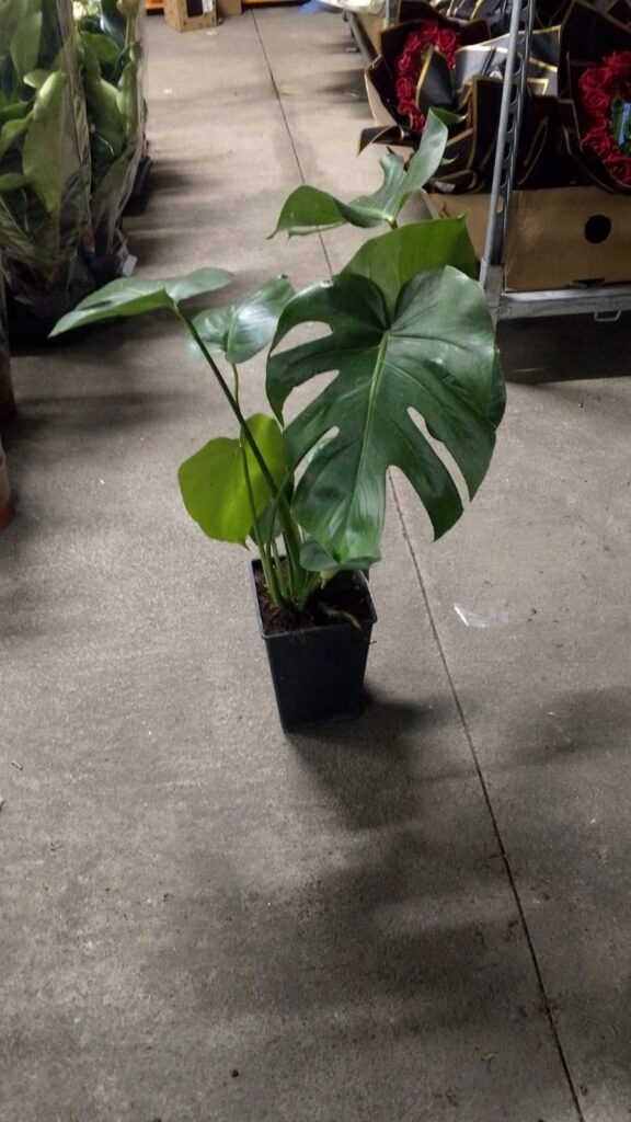 Deve Tabanı Çiçeği