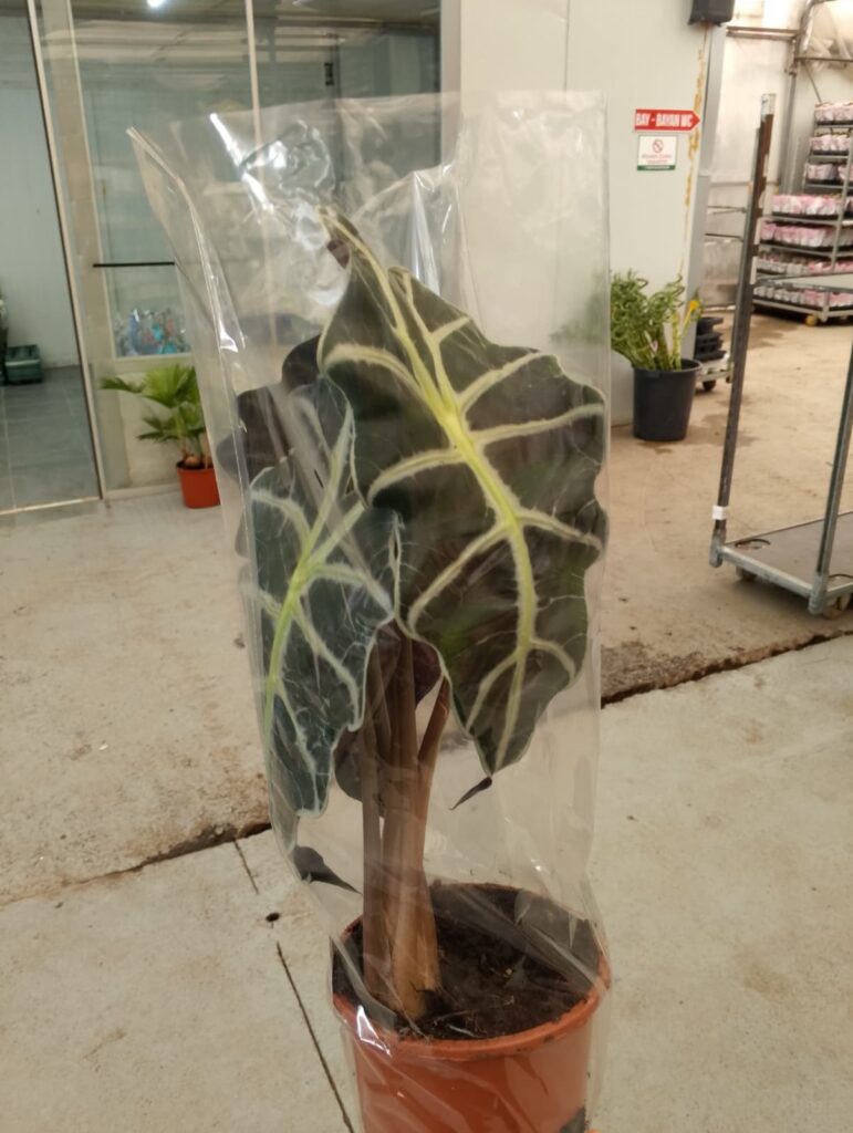 Fil Kulağı Çiçeği