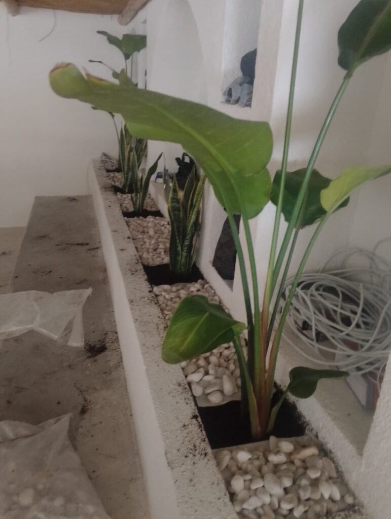 Gua Cafe Bitkilendirme