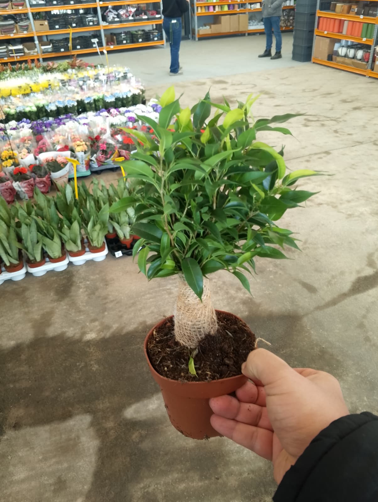 Küçük Benjamin Bitkisi