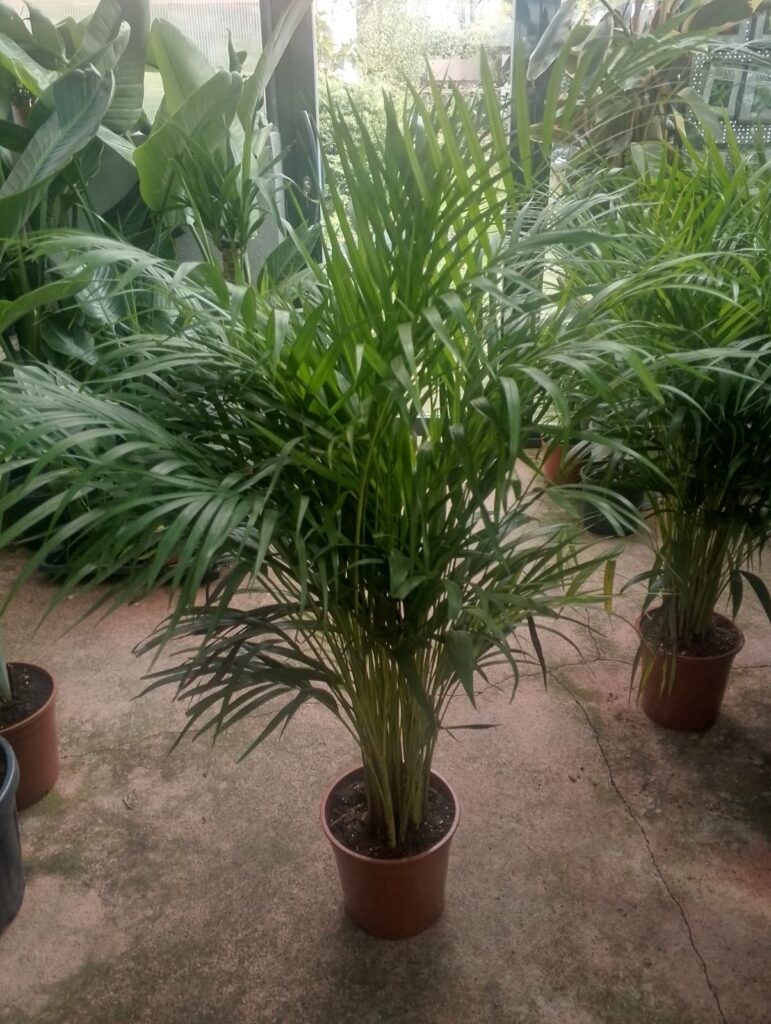 Areka Palmiyesi Bitkisi