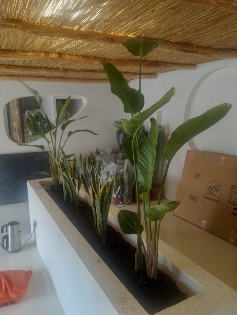 İç mekan bitkileri & Peyzaj Düzenlemesi